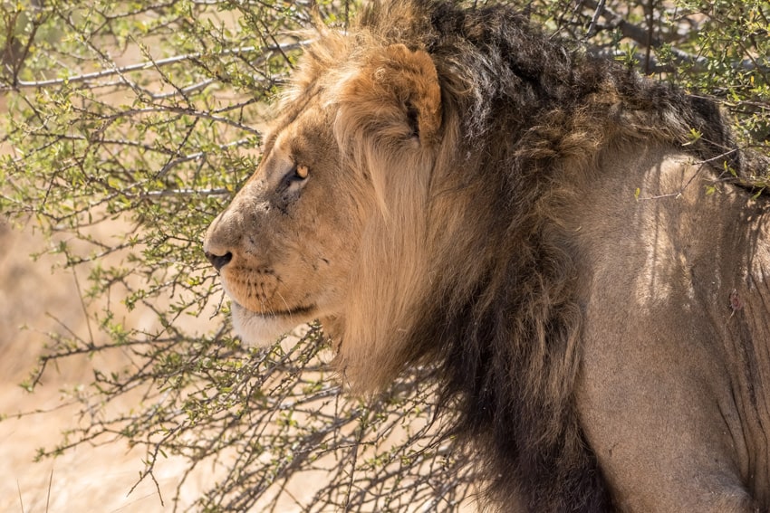 Kalahari Male Lion