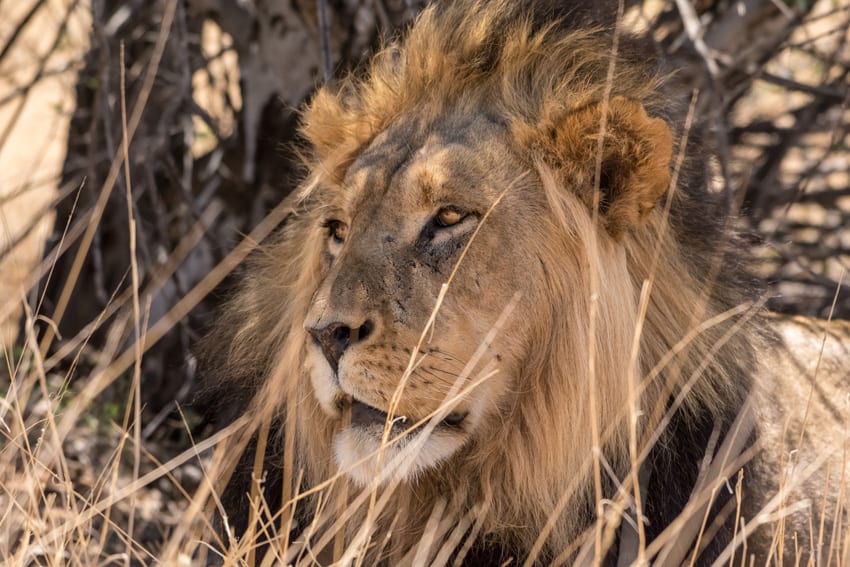 Kalahari Male Lion