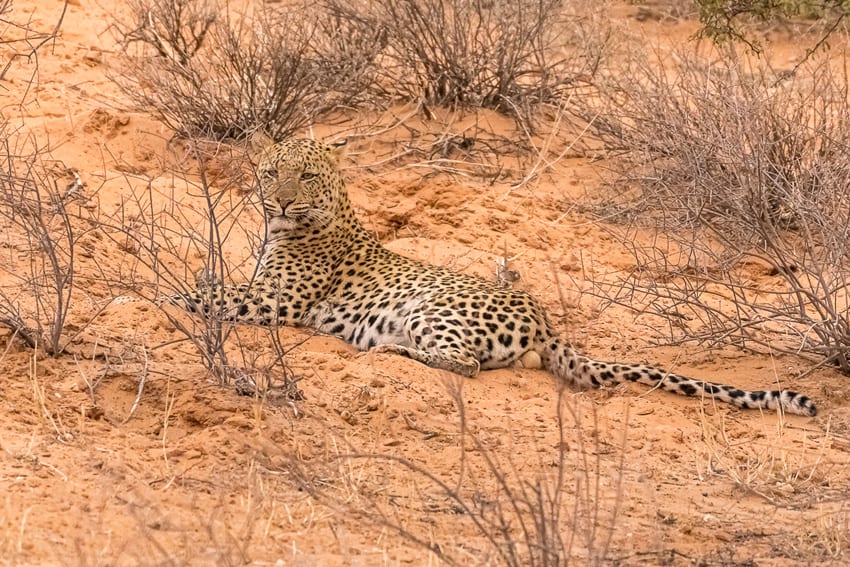 Leopard im Kgalagadi