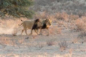 Kalahari-Löwen