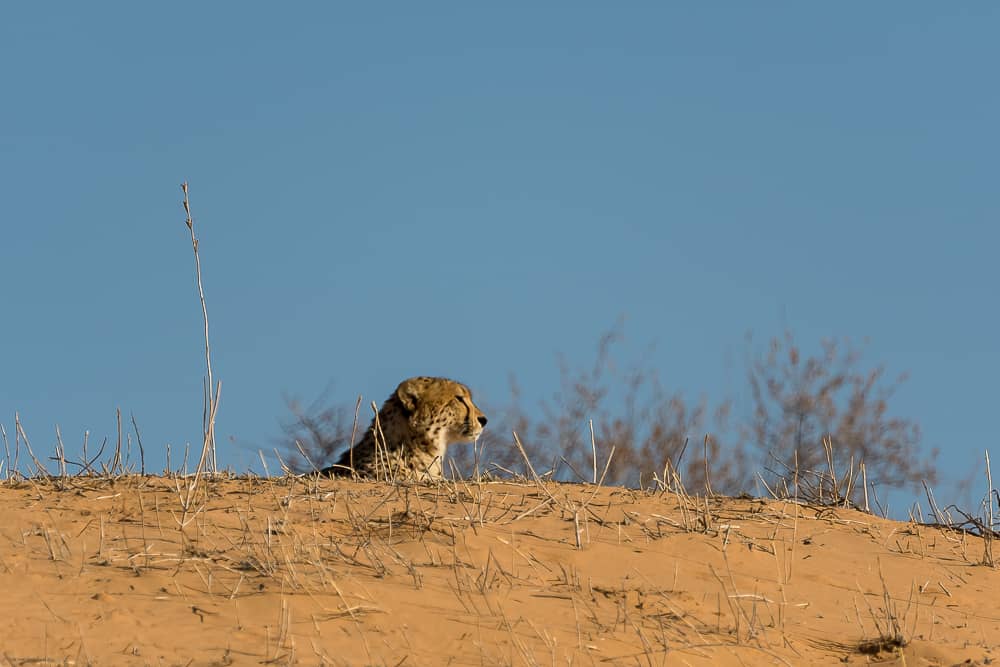 Gepard im Kgalagadi