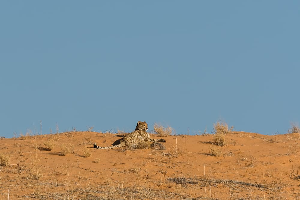 Gepard im Kgalagadi