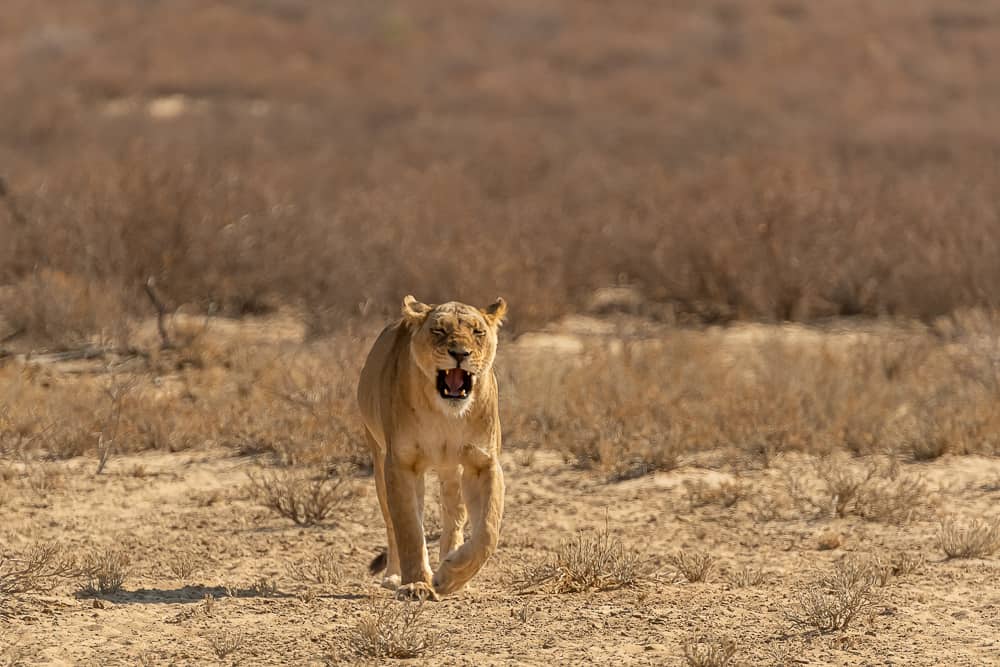 Löwin im Kgalagadi