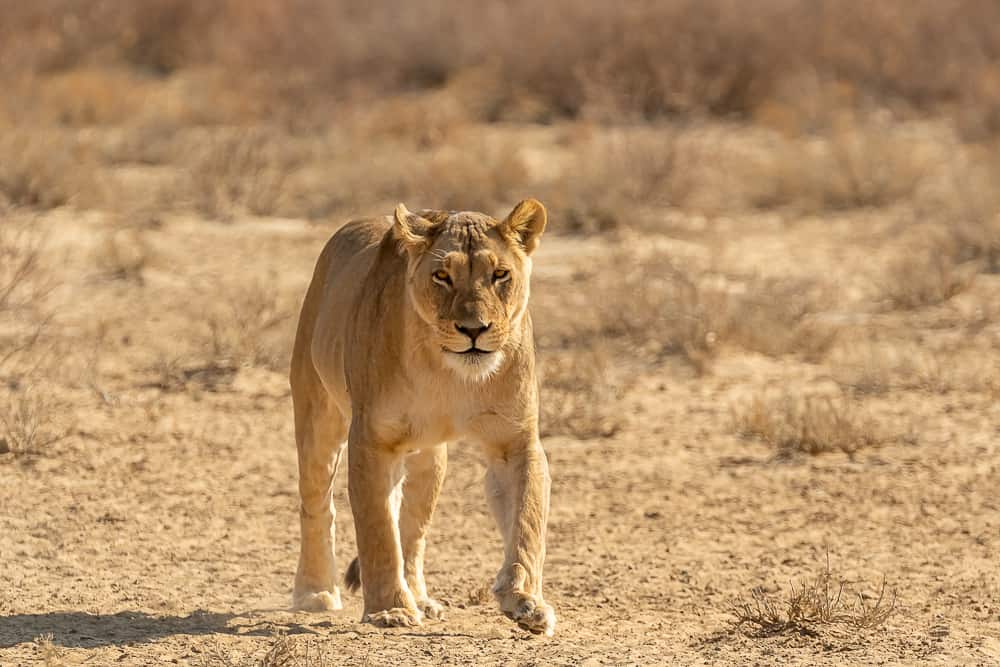 Löwin im Kgalagadi