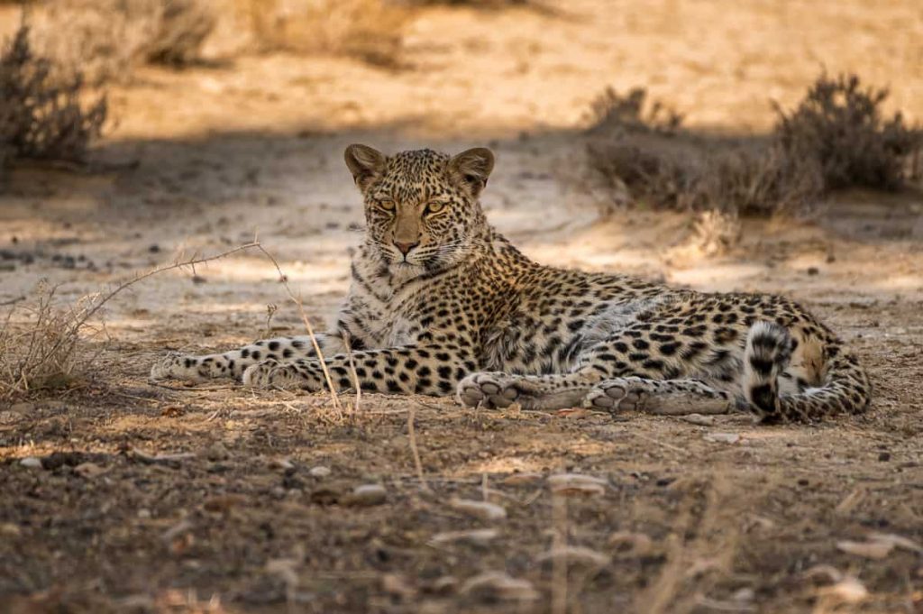 Leopardin im Kgalagadi