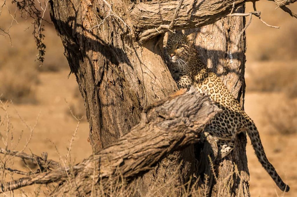 Leopardin im Kgalagadi