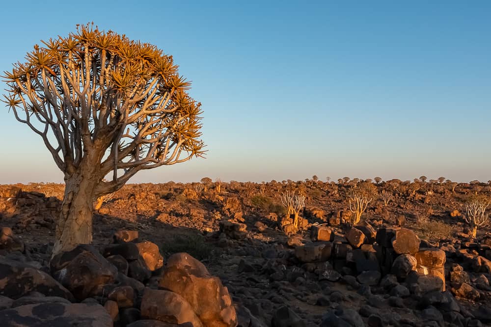 Köcherbäume in Namibia