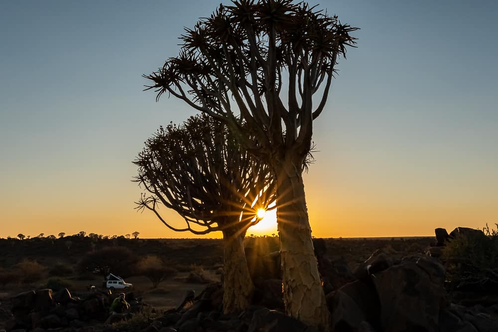 Köcherbäume in Namibia