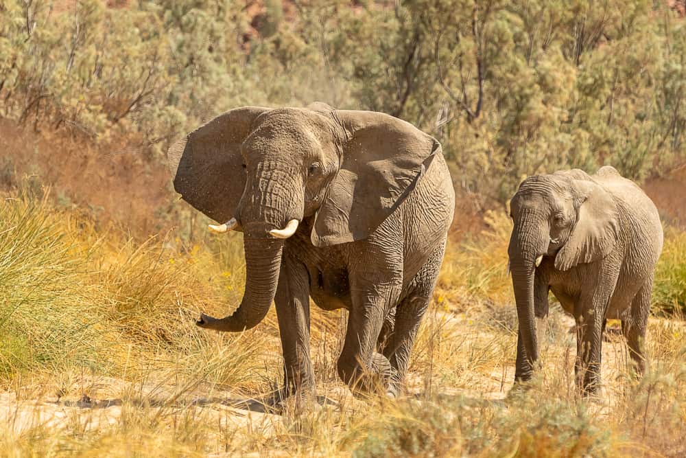 Ugab-Elefanten