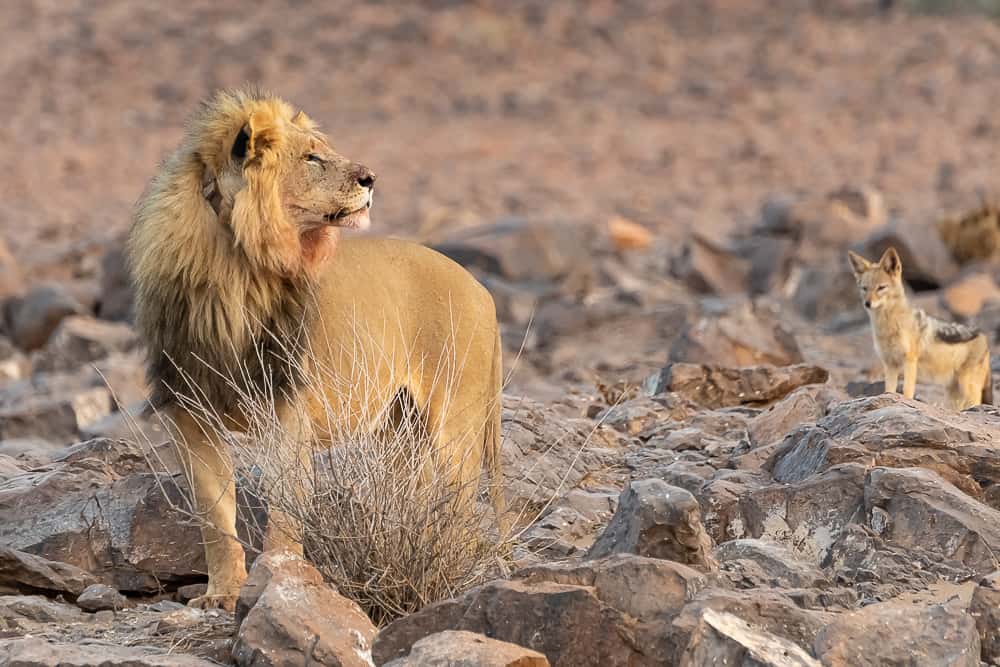 Desert Lions im Damaraland