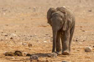 Baby-Elefant im Hoanib