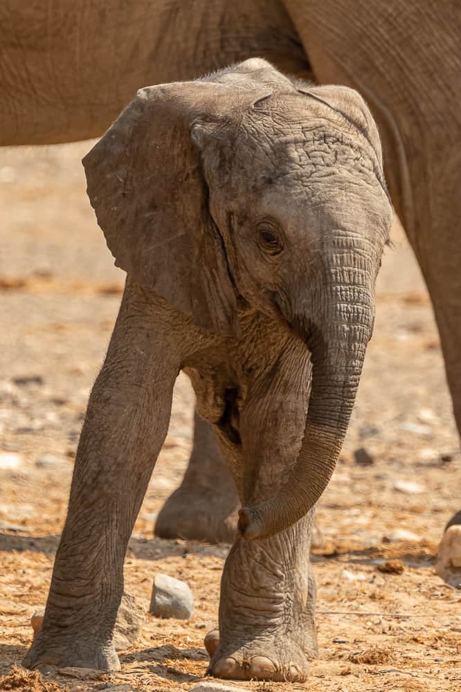 Baby-Elefanten