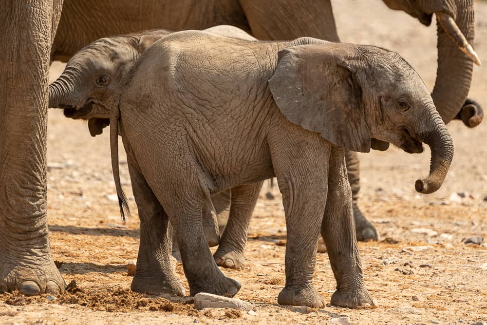 Baby-Elefanten