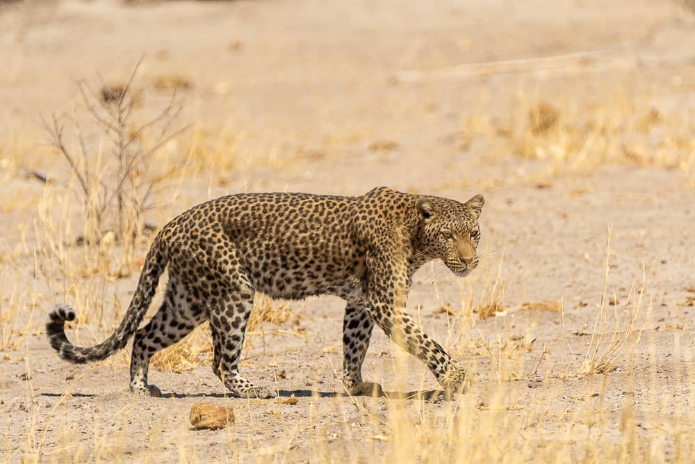 Leopard in Savuti