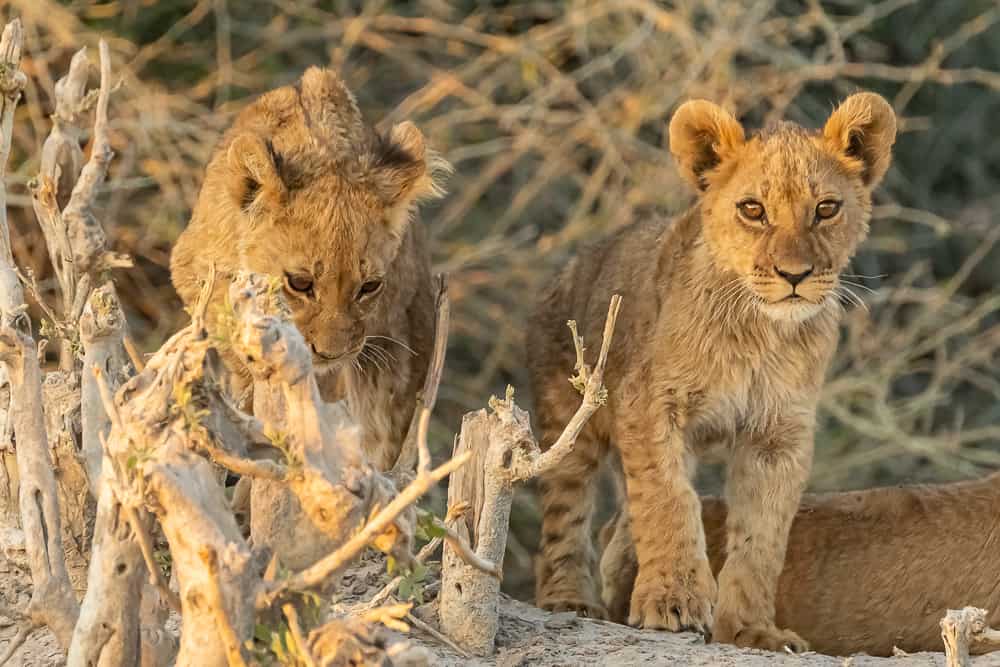Lion-Cubs in Savuti