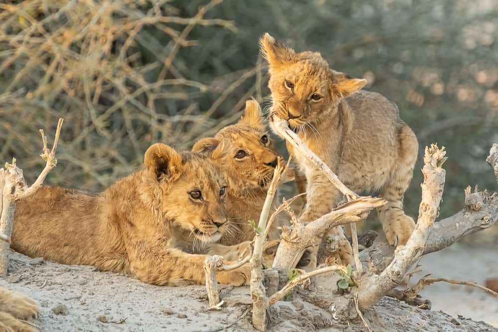 Lion-Cubs in Savuti