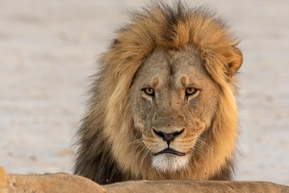 Lions in Savuti