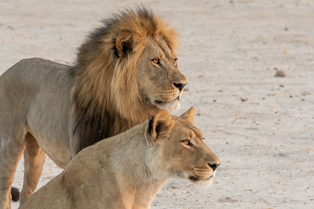 Lions in Savuti