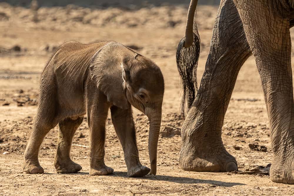 Babyelefanten