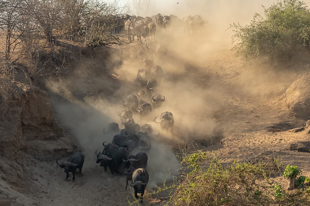 Buffalos in Chitake