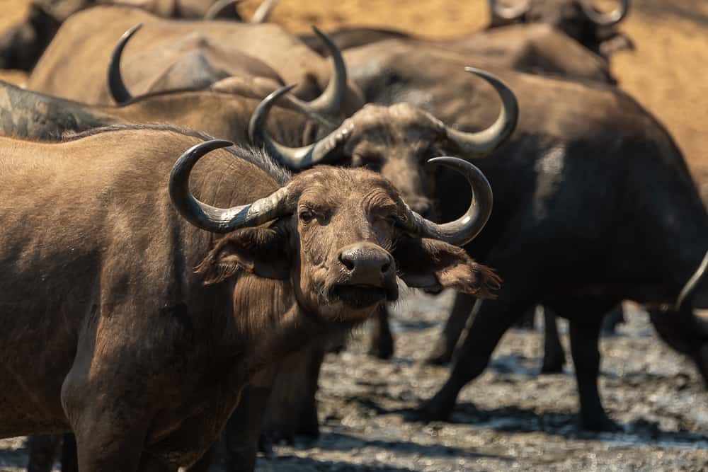 Buffalos at Chitake