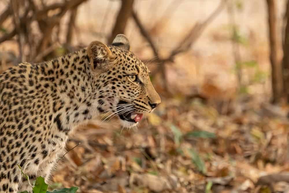 Leopard im South Luangwa