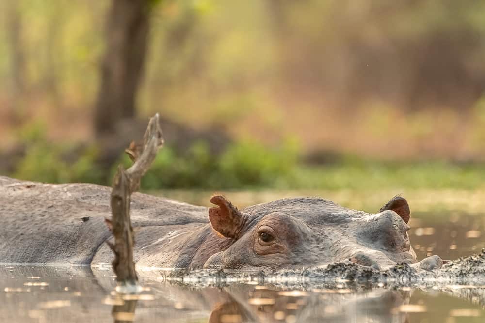 Hippos im Wasserloch