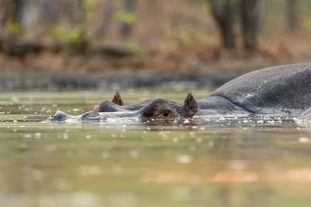 Hippos im Wasserloch