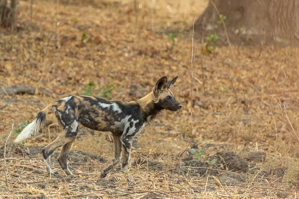 Wild Dogs im South Luangwa