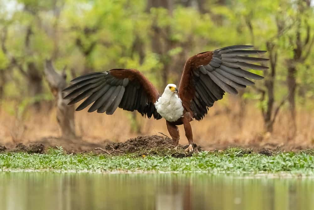 Fish Eagle catching fish