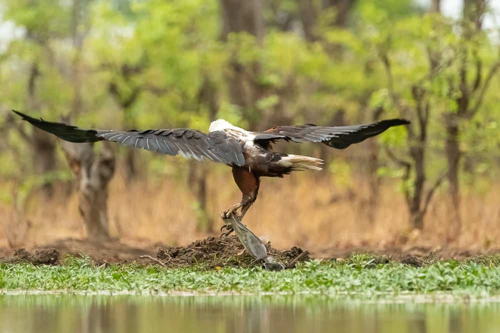 Fish Eagle catching fish