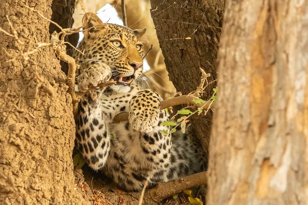 Leopard in South Luangwa