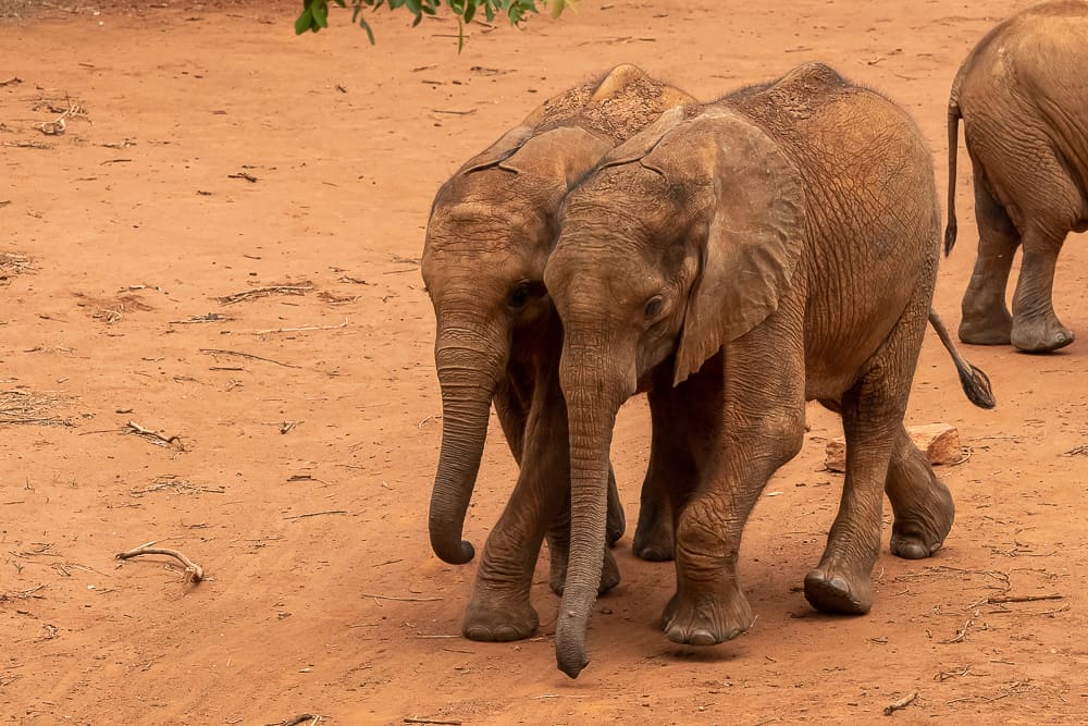Lilayi Elephant Nursery