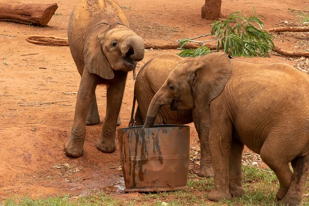 Lilayi Elephant Nursery