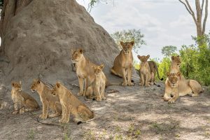 Löwen im Hwange