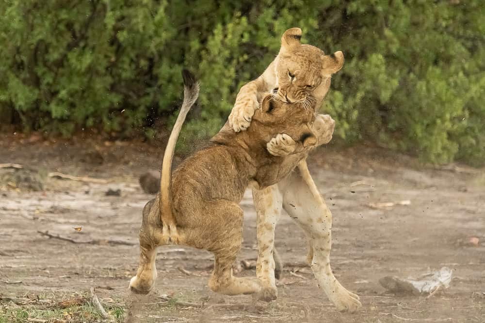 Lion Cubs in Action