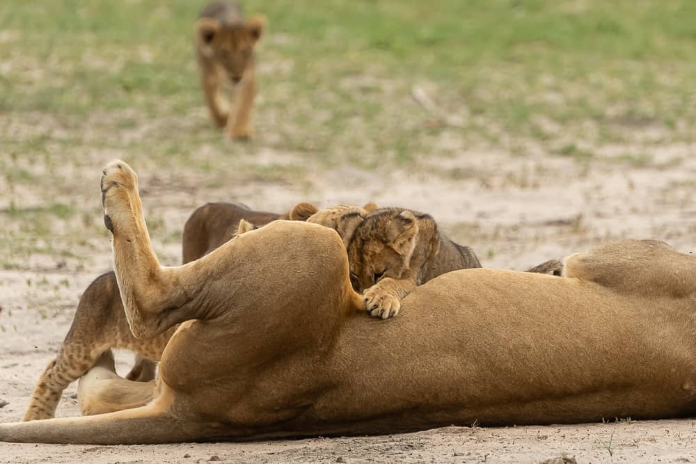 Lion-Cubs im Hwange