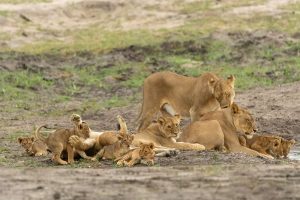 Lion-Cubs im Hwange
