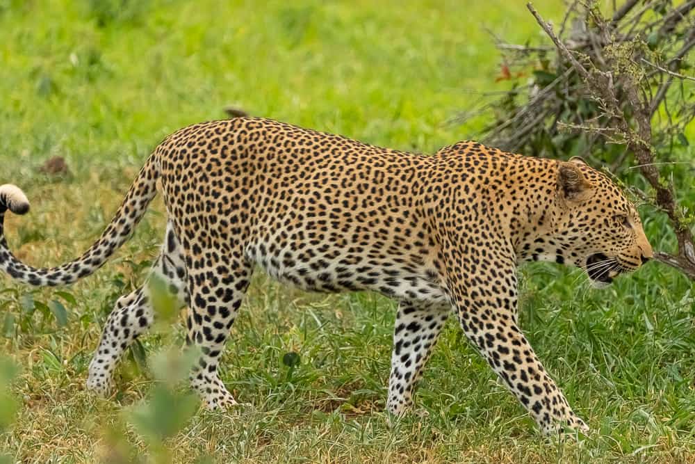 Leopard im Krüger