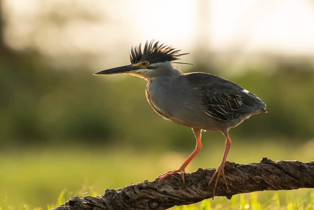 Bird at Lagoon Hide in Zimanga