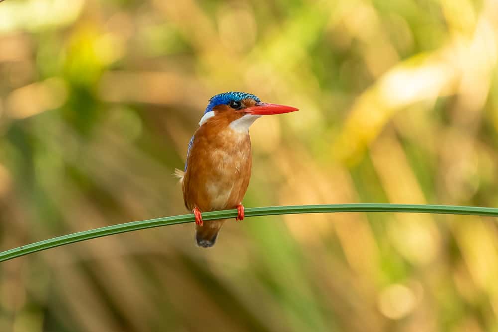 Kingfisher at Lagoon Hide in Zimanga