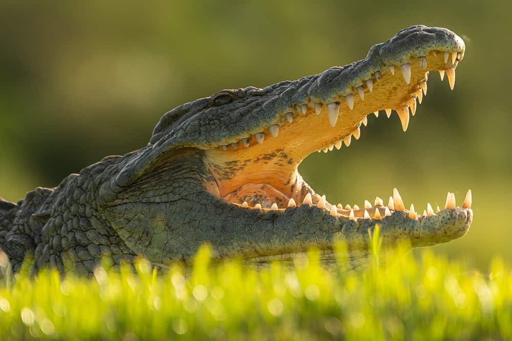 Crocodile at Lagoon Hide in Zimanga