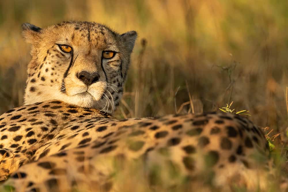 Cheetahs at Zimanga Game Reserve