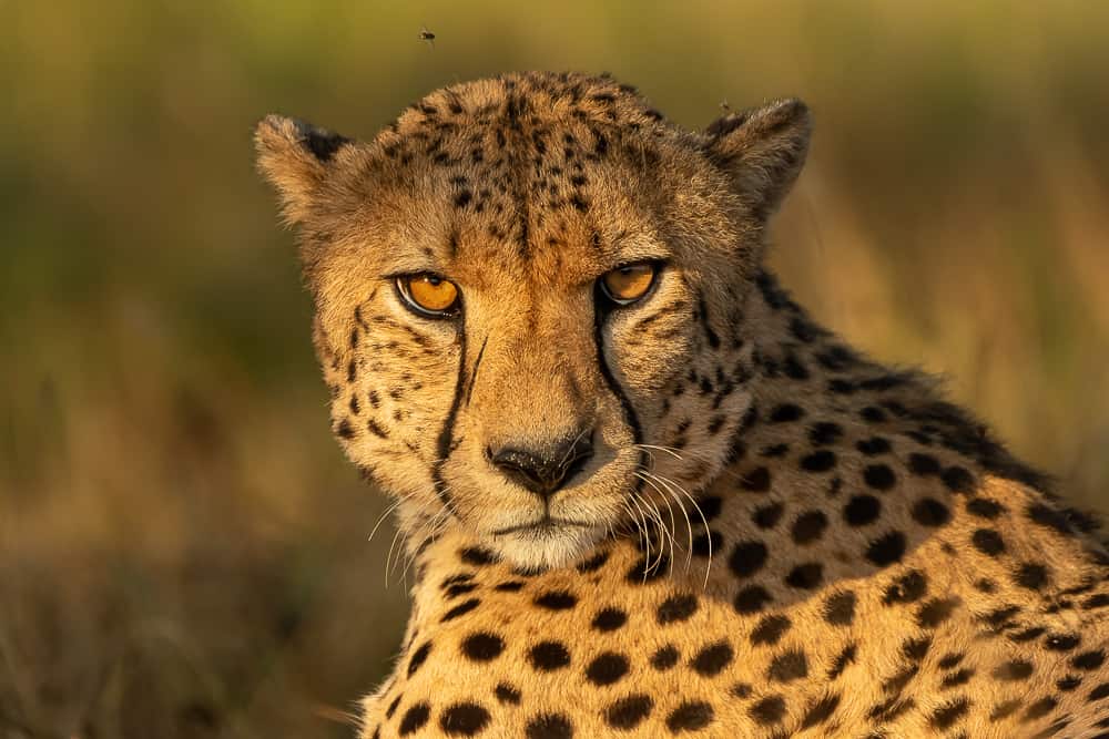 Cheetahs at Zimanga Game Reserve