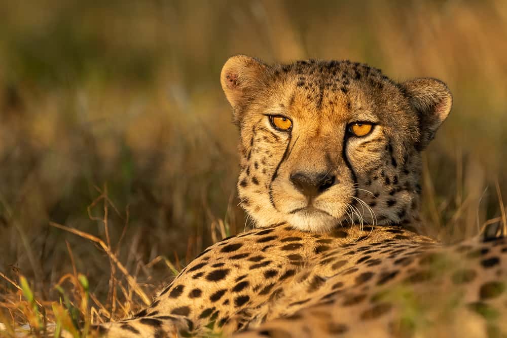 Cheetah at Zimanga Game Reserve
