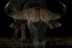 Buffalo at Tamboti Overnight Hide