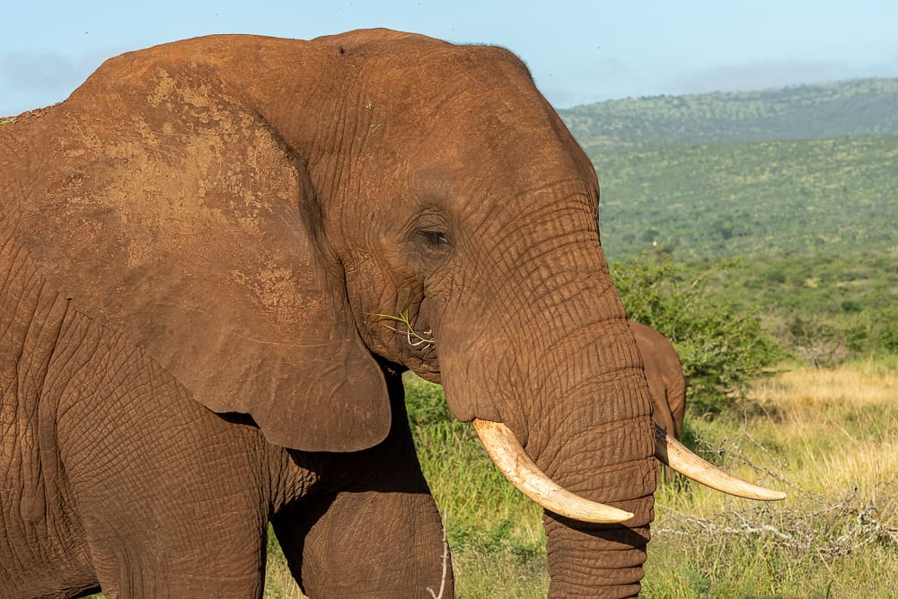 Elefanten in Zimanga