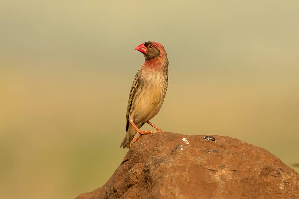 Bird-Hide in Zimanga