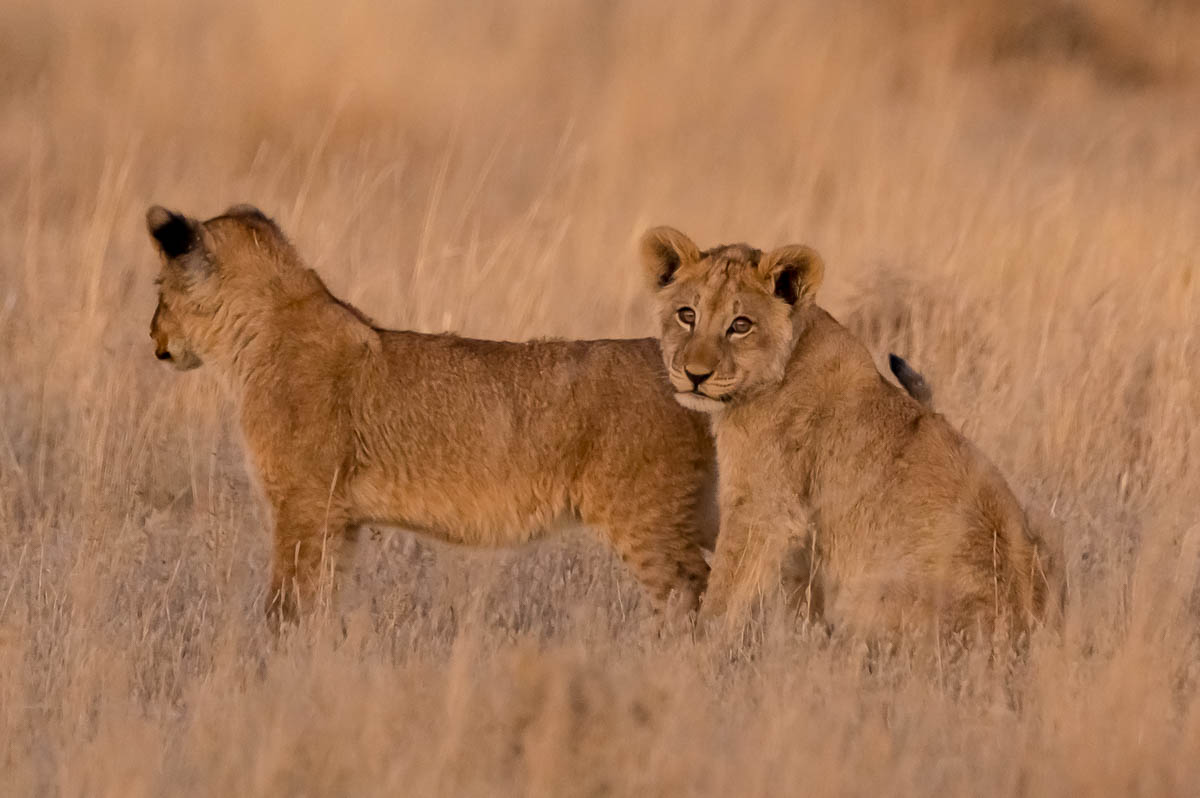 Lion Cubs in Polentswa