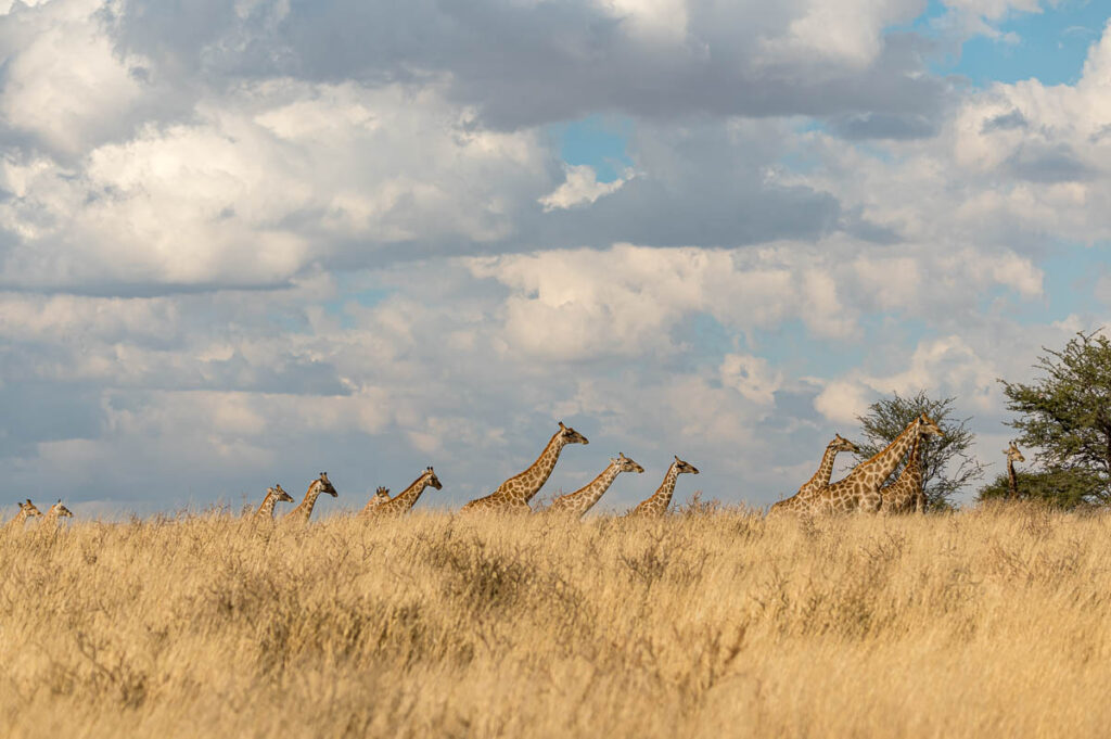 Giraffen im KTP